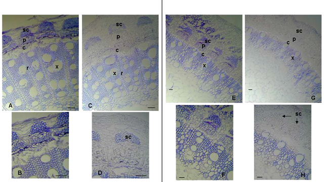 Cortes de secciones transversales de entrenudos de la parte media del pámpano (izquierda) y de los entrenudos apicales(derecha) recogidos en el envero: plantas sanas (A, E), plantas sintomática (C, G) y sus respectivos detalles (B, F y D, H). sc: células del esclerénquima; p: floema; c: cambium; x: vaso del xilema; r: radios del xilema. Ampliación: A, C, E, G 100x; B, D, F, H 200x. Las barras de escala: 100 µm en las imágenes de los  entrenudos de la parte media del pámpano; 50 µm para los entrenudos apicales. Las secciones son relativas a la variedad Sangiovese. Modificado de Andreini et al. 2011.