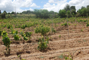 Estudio económico de las Enfermedades vasculares. Pérdida de un % considerable de plantas. La propiedad intenta que las vivas suplan la pérdida de producción de las plantas muertas.