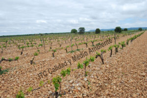 Estudio económico de las Enfermedades de la madera. Cada 4 años se reforman las plantas. La propiedad intenta prolongar la vida de plantas muy afectadas por EMV.