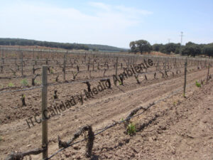 Estudio económico de las Enfermedades de la madera. Cada 4 años se reforman las plantas y reposición constante de marras. La propiedad intenta prolongar la vida de plantas muy afectadas por EMV.