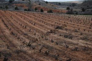 Estudio económico de las Enfermedades de la madera. Reposición constante de marras en parcela muy afectada por EMV. La propiedad intenta que las vivas suplan la pérdida de producción de las plantas muertas.