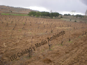 Estudio económico de las Enfermedades de la madera. Reposición constante de marras en parcela muy afectada por EMV. La propiedad intenta que las vivas suplan la pérdida de producción de las plantas muertas.