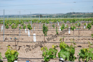 Estudio económico de las Enfermedades de la madera. Reposición constante de marras en parcela muy afectada por EMV. La propiedad intenta que las vivas suplan la pérdida de producción de las plantas muertas.